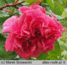 Rosa hort. Zaide