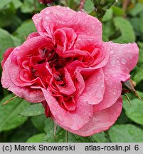 Rosa hort. Zaide