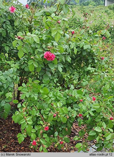 Rosa hort. Zaide
