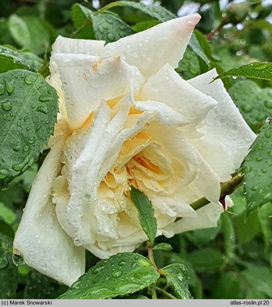 Rosa hort. Ilse Krohn Superior