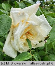 Rosa hort. Ilse Krohn Superior