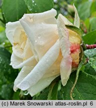 Rosa hort. Ilse Krohn Superior