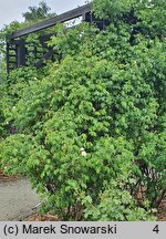Rosa hort. Ilse Krohn Superior