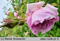Rosa hort. Blush Damasc