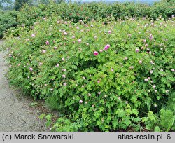 Rosa hort. Blush Damasc