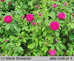 Rosa hort. Rose de Resht