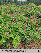 Rosa hort. Rose de Resht