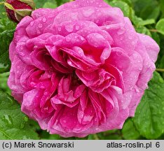 Rosa hort. Petite de Hollande