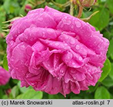 Rosa hort. Petite de Hollande