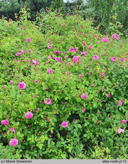Rosa hort. Petite de Hollande