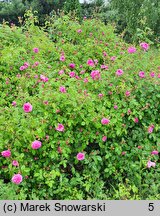 Rosa hort. Petite de Hollande