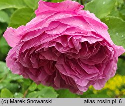 Rosa hort. Louise Odier