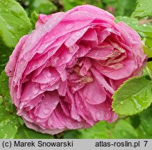 Rosa hort. Louise Odier