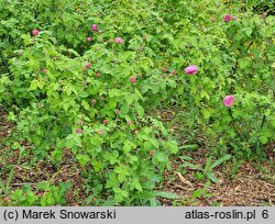 Rosa hort. Louise Odier