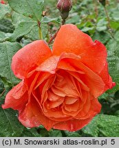 Rosa hort. Westerland