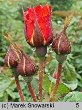 Rosa hort. Westerland