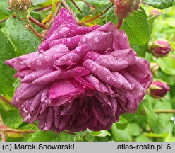 Rosa hort. Cardinal de Richelieu