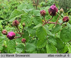 Rosa hort. Cardinal de Richelieu