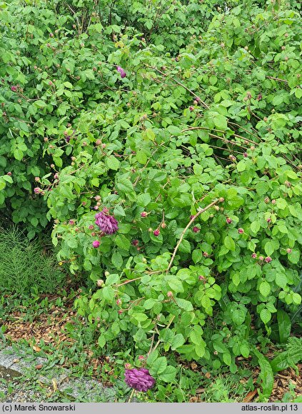 Rosa hort. Cardinal de Richelieu