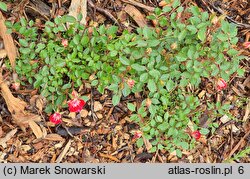 Rosa hort. Little Artist