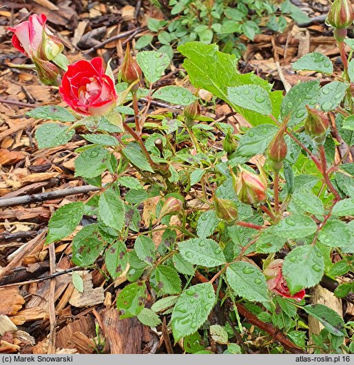 Rosa hort. Little Artist