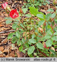 Rosa hort. Little Artist