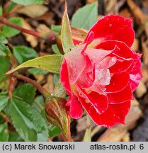 Rosa hort. Little Artist