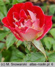 Rosa hort. Little Artist