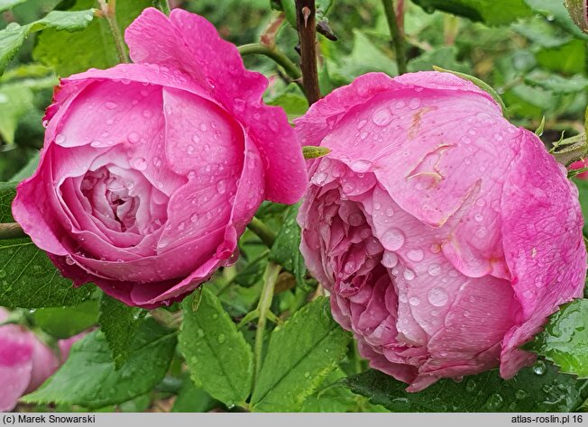 Rosa hort. Reine Victoria