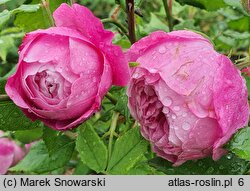 Rosa hort. Reine Victoria