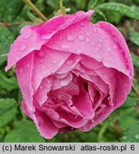 Rosa hort. Reine Victoria