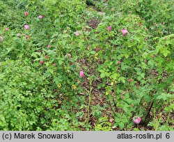 Rosa hort. Reine Victoria