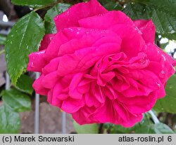 Rosa hort. Maritim