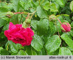 Rosa hort. Maritim