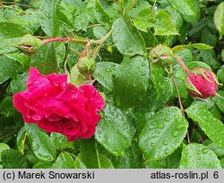 Rosa Maritim