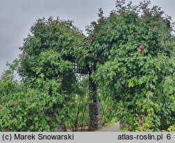 Rosa hort. Maritim