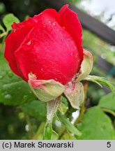 Rosa hort. Paul's Scarlet Climber
