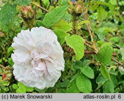 Rosa hort. Shailer's White Moss