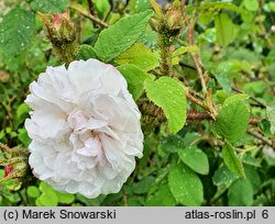 Rosa Shailer's White Moss