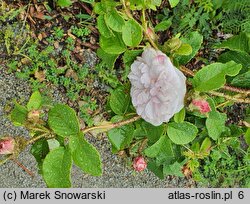 Rosa hort. Shailer's White Moss