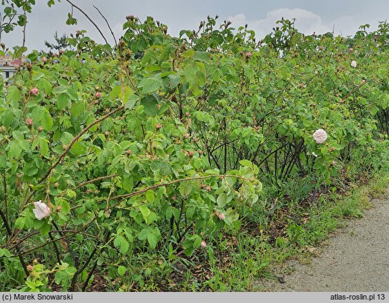 Rosa hort. Shailer's White Moss