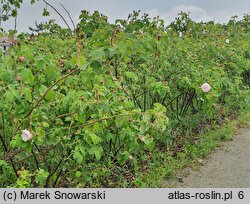 Rosa hort. Shailer's White Moss