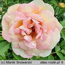 Rosa Frühlingsduft