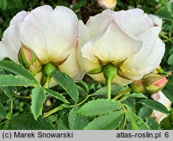 Rosa hort. Frühlingsduft