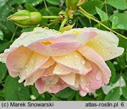 Rosa hort. Frühlingsduft