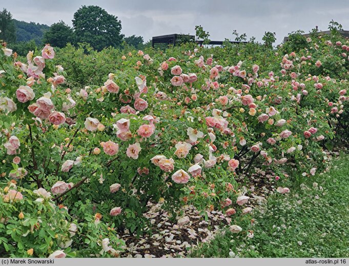 Rosa Frühlingsduft