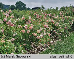 Rosa Frühlingsduft