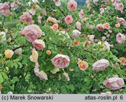 Rosa hort. Frühlingsduft