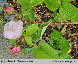 Rosa Malvina