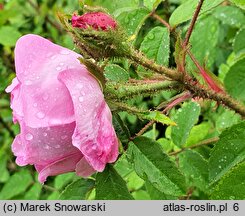 Rosa hort. Malvina